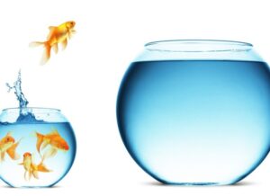 Read more about the article A New Niche